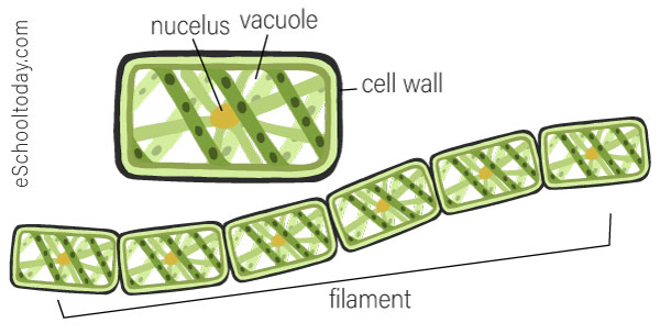 Fragmentation in spirogyra.