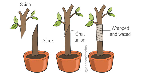 What is grafting?