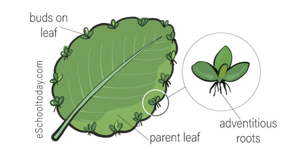 What Is Vegetative Propagation In Asexual Reproduction Eschooltoday