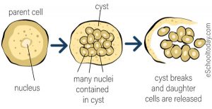 steps of binary fission steps of binary fission