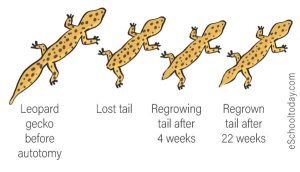 regeneration asexual gecko