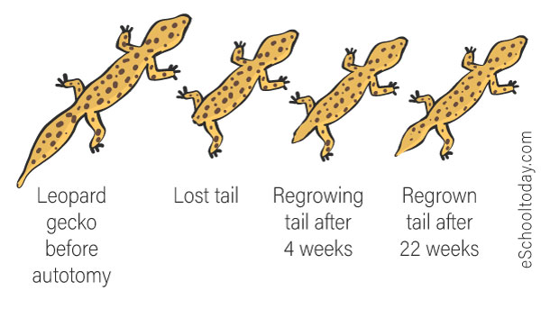 what-is-regeneration-in-asexual-reproduction