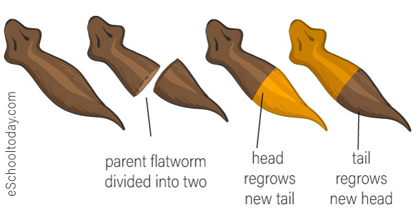 what-is-regeneration-in-asexual-reproduction