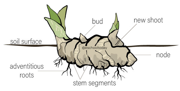 Rhizomes In Vegetative Propagation Eschooltoday