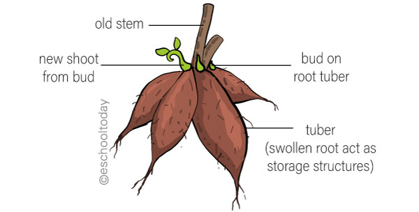 Vegetative Propagation with Roots