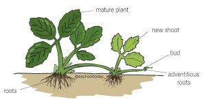 What is a stem runner or stolon in asexual reproduction?