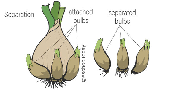 What is separation?