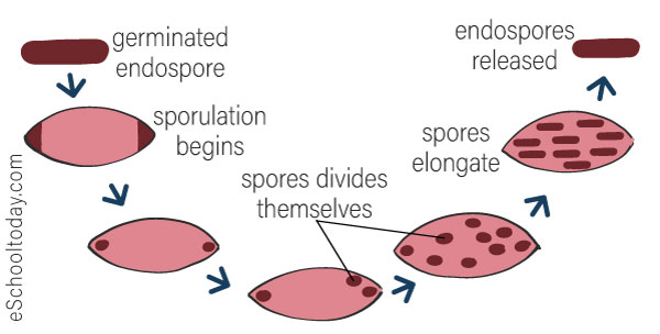 spore formation asexual reproduction