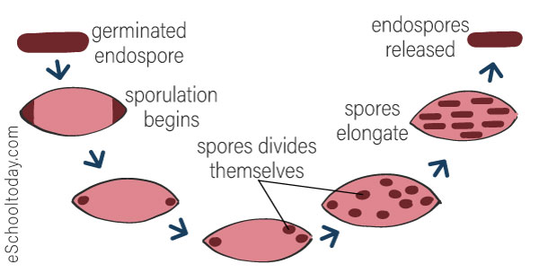 Spore Formation Diagram