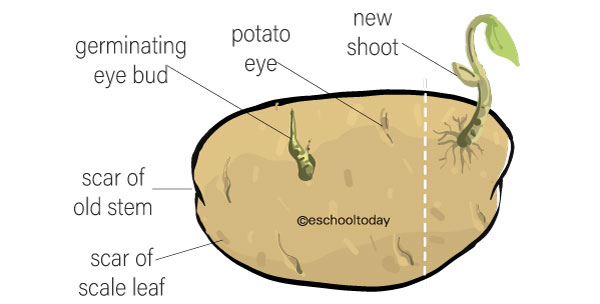 What is a stem tuber in vegetative propagation?