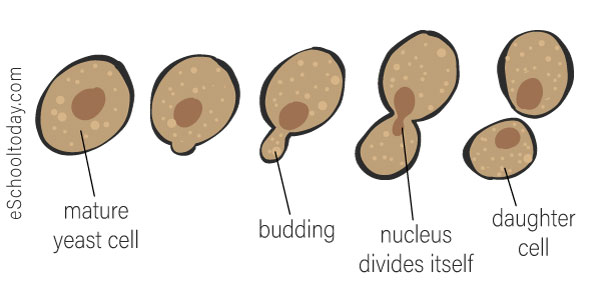 What Is Budding? Process, Examples, Types Of Budding, 50% OFF