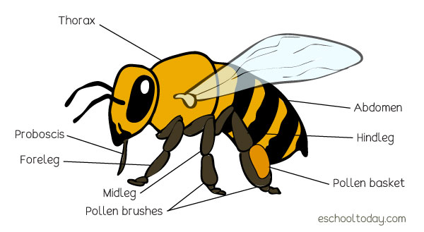 bee pollination diagram