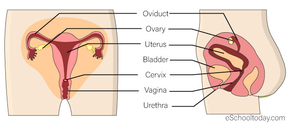 The female reproductive system – Eschooltoday