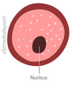 The ovary