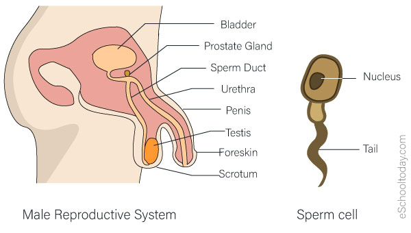 male reproductive system diagram