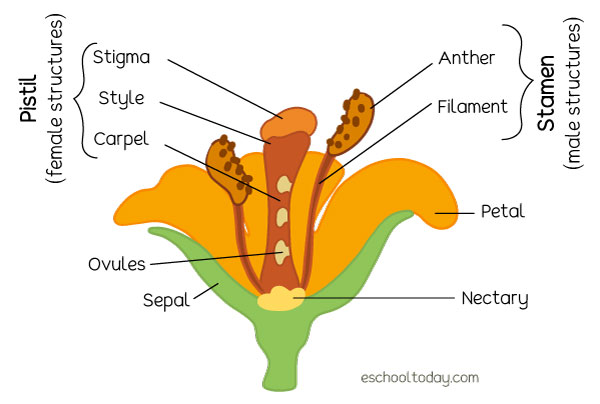 Parts Of The Pollinating Flower Eschooltoday 