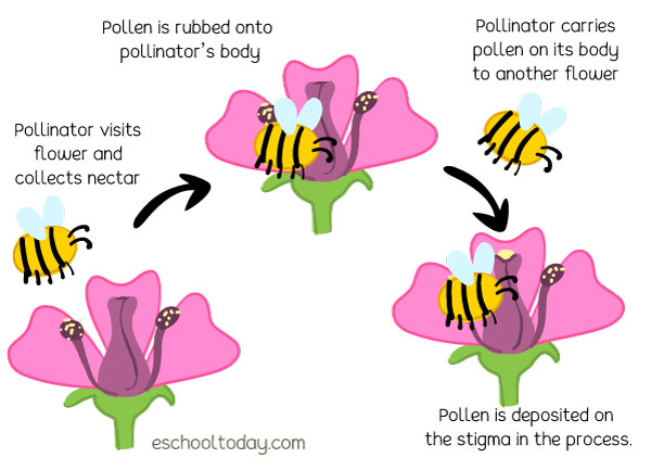 pollination process of a flower