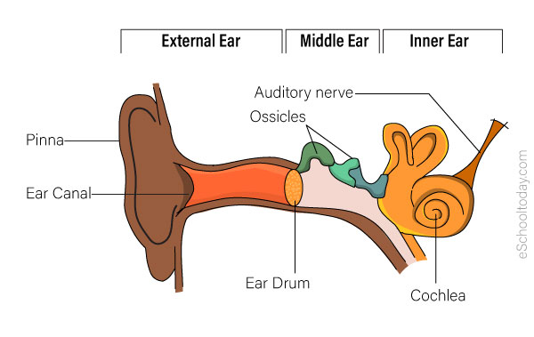 The sense of hearing – Eschooltoday