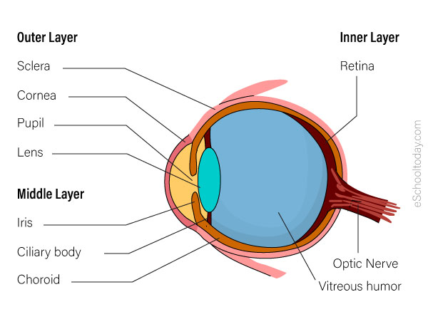 The sense of sight