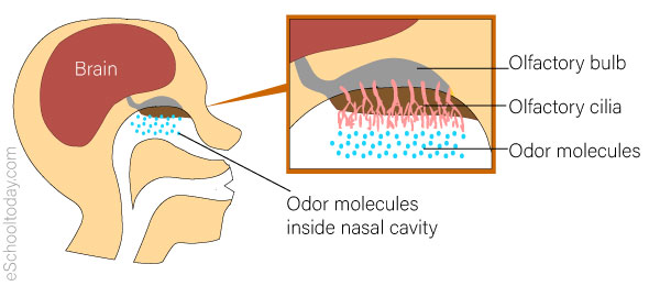 Sense Of Smell Diagram