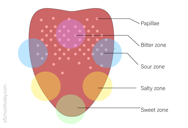 sense of taste diagram