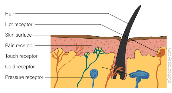 sense of touch diagram