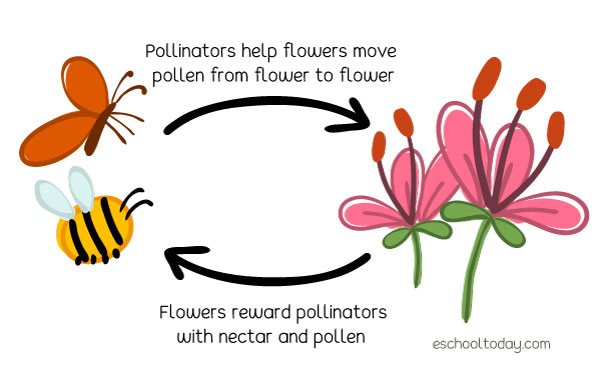 Pollination Process For Kids