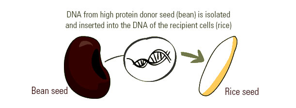 How is GMO done?