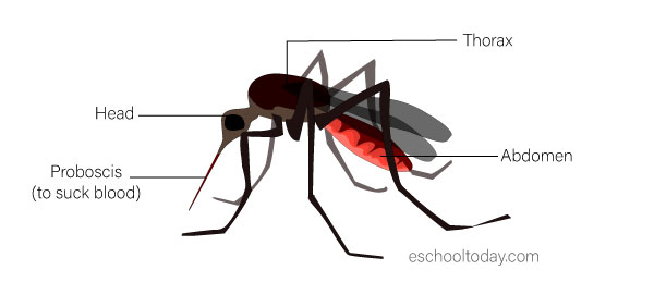 Illustration of a mosquito