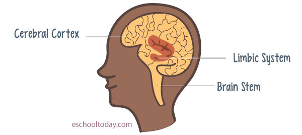 how-do-drug-use-and-abuse-affect-the-brain