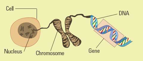 gene pictures