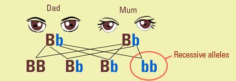 recessive alleles