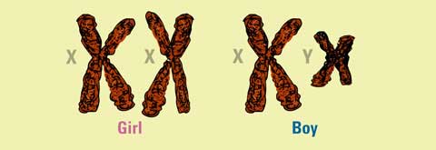 What are sex chromosomes?