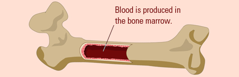 bone marrow