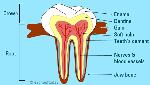 anatomy of the tooth