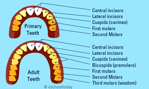 teeth arrangement